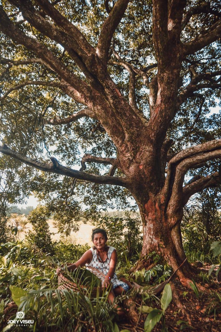 Sempre que Luakam faz este caminho ela para debaixo dessa árvore grande, uma pitombeira, para tomar água, descansar e apreciar a beleza que Deus oferece. Nesse dia ela foi para a roça buscar massa para fazer beiju.