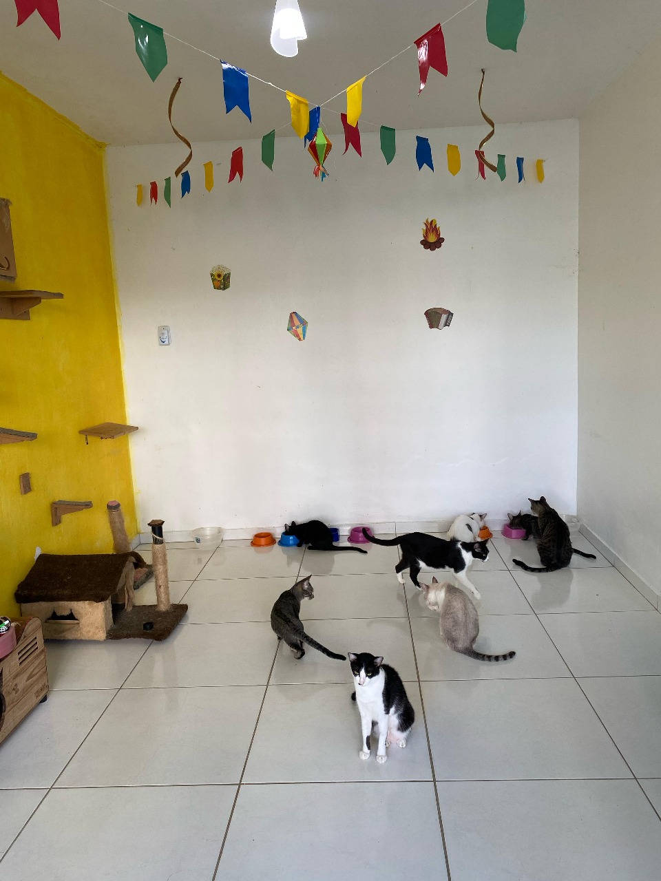 Festa Junina no SOS Pet Pinheiro, ONG fundada por Elisa