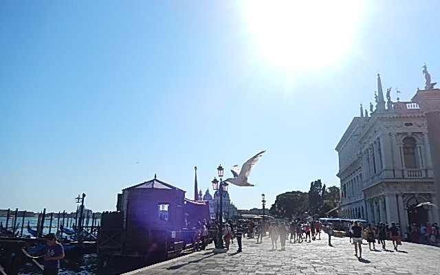 Voo do pássaro numa tarde de verão