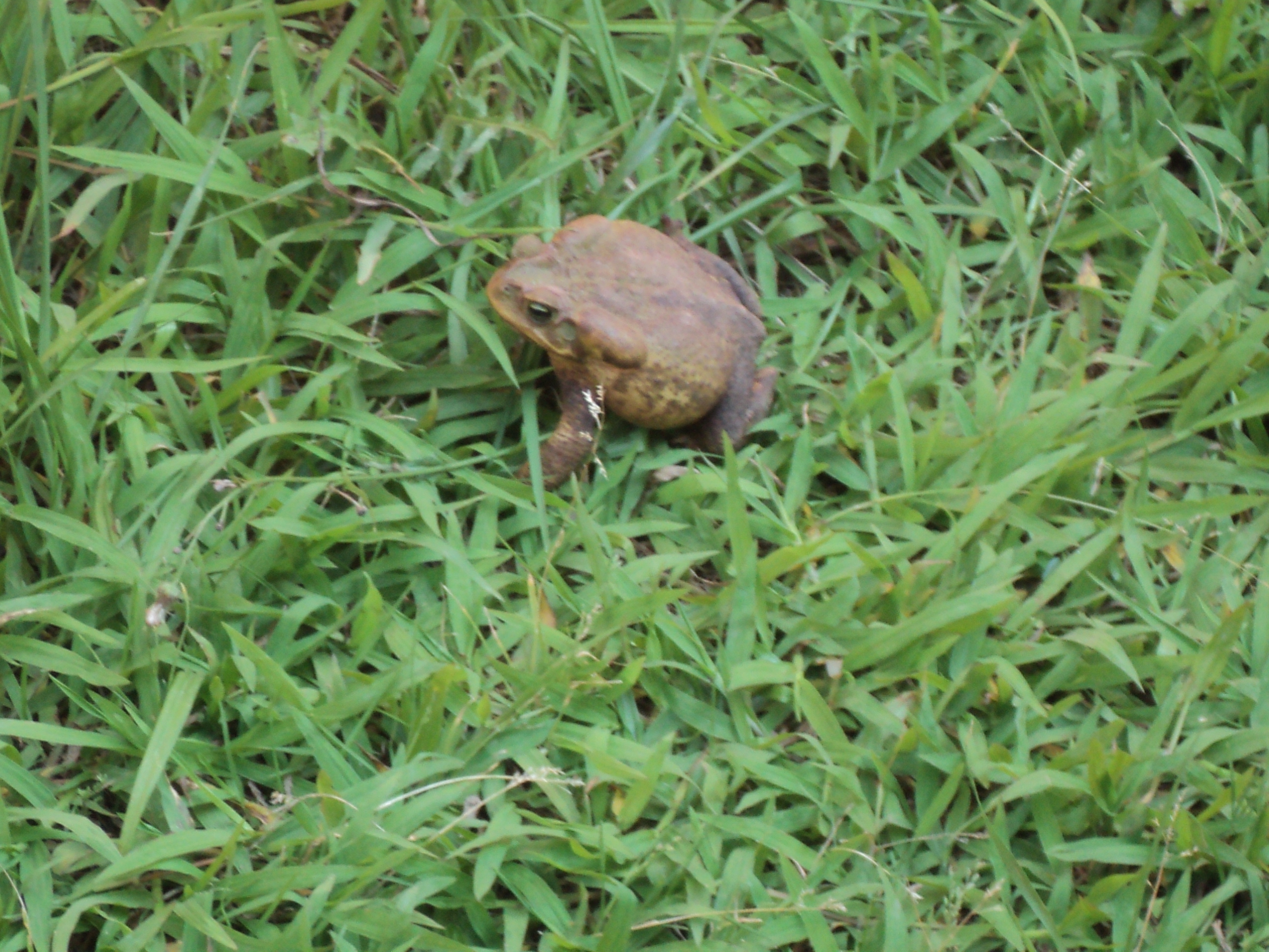 VISITA SALTITANTE NO FINAL DE TARDE