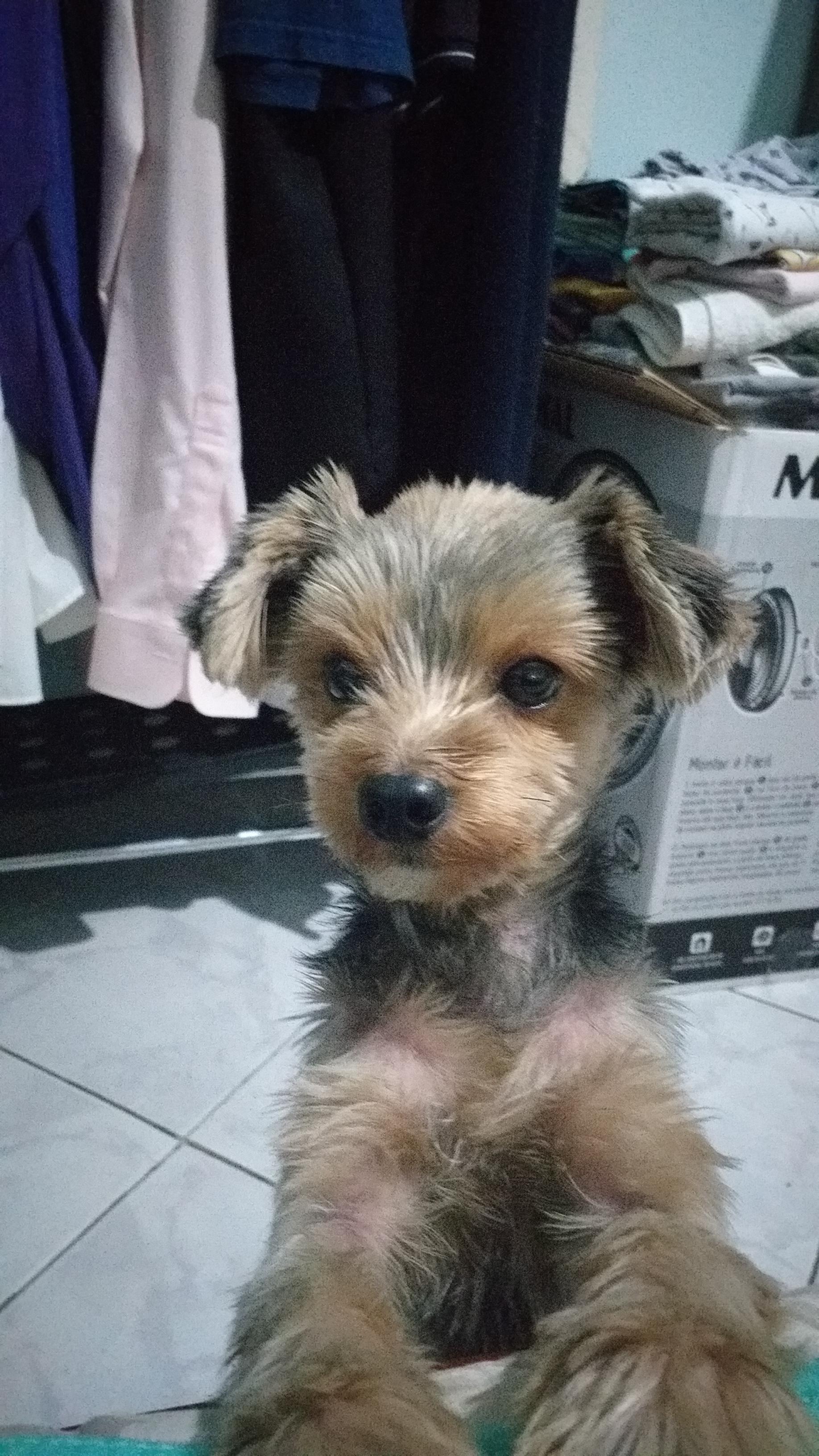 Thayane, filha de Celso, costuma deixar seu cachorro Dom hospedado na casa do pai. No registro ele está em pose, ao pé da cabeceira.