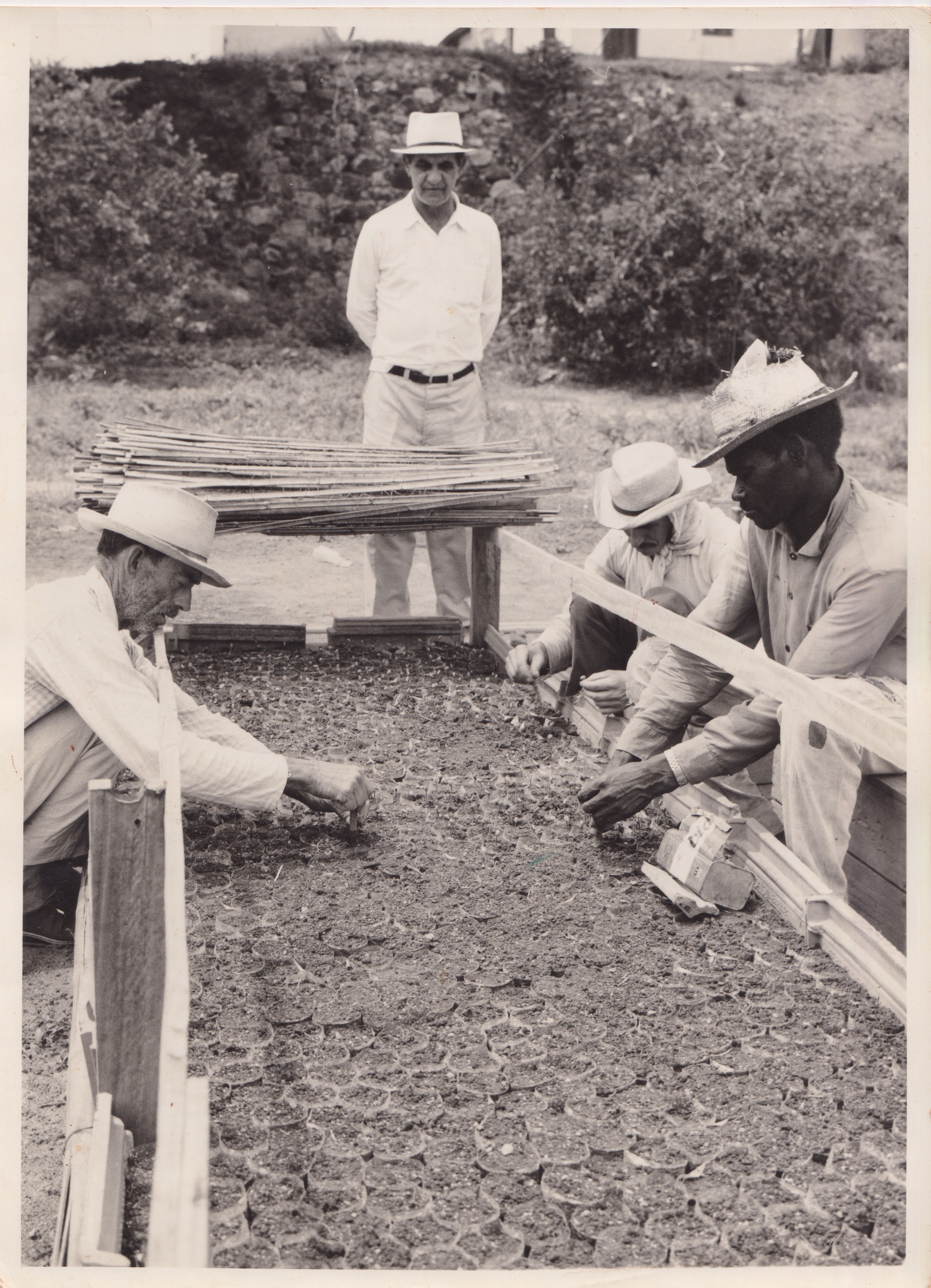 A fotografia registra um momento de trabalho e convivência na Fazenda Santo Antônio. Ao centro está Octávio Pereira Lima, avô de João Neto, acompanhado pelos funcionários Valdomiro, Guilherme e Sebastião, durante o acompanhamento do viveiro de café. A imagem destaca o cuidado coletivo com o cultivo que sustentava a economia e o cotidiano da região.