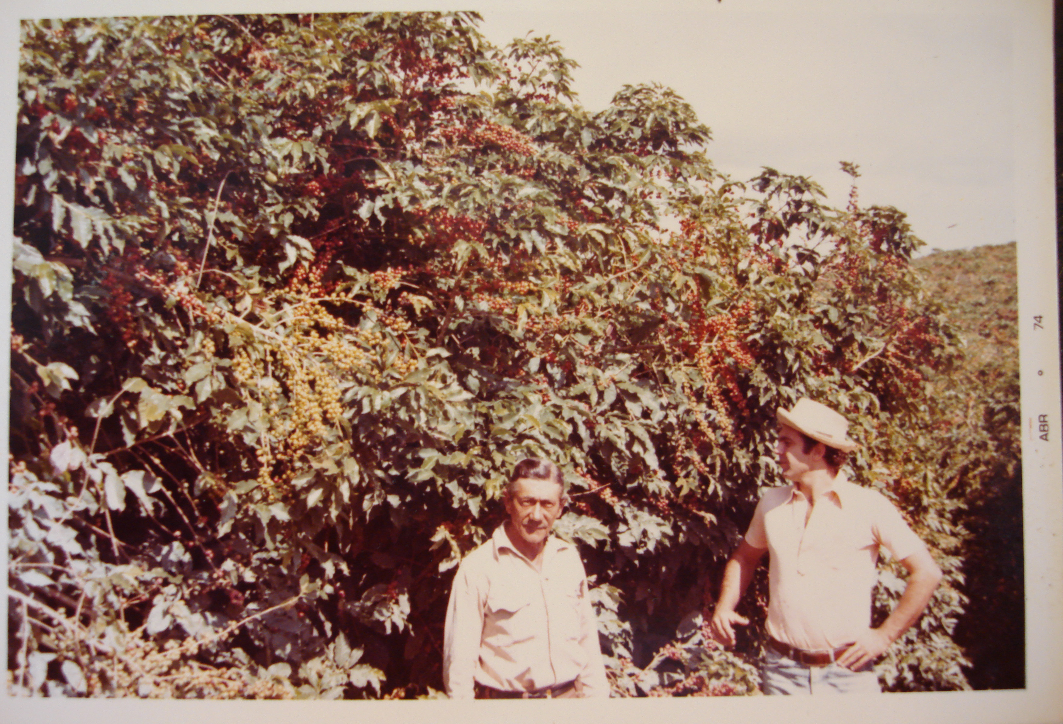 Em abril de 1974, o administrador Antônio Ferreira de Souza e João Pereira Lima Neto são retratados durante uma visita à plantação de café. A imagem registra um momento de observação e diálogo sobre o cultivo, tendo ao fundo os pés de café que compõem a paisagem agrícola da fazenda.