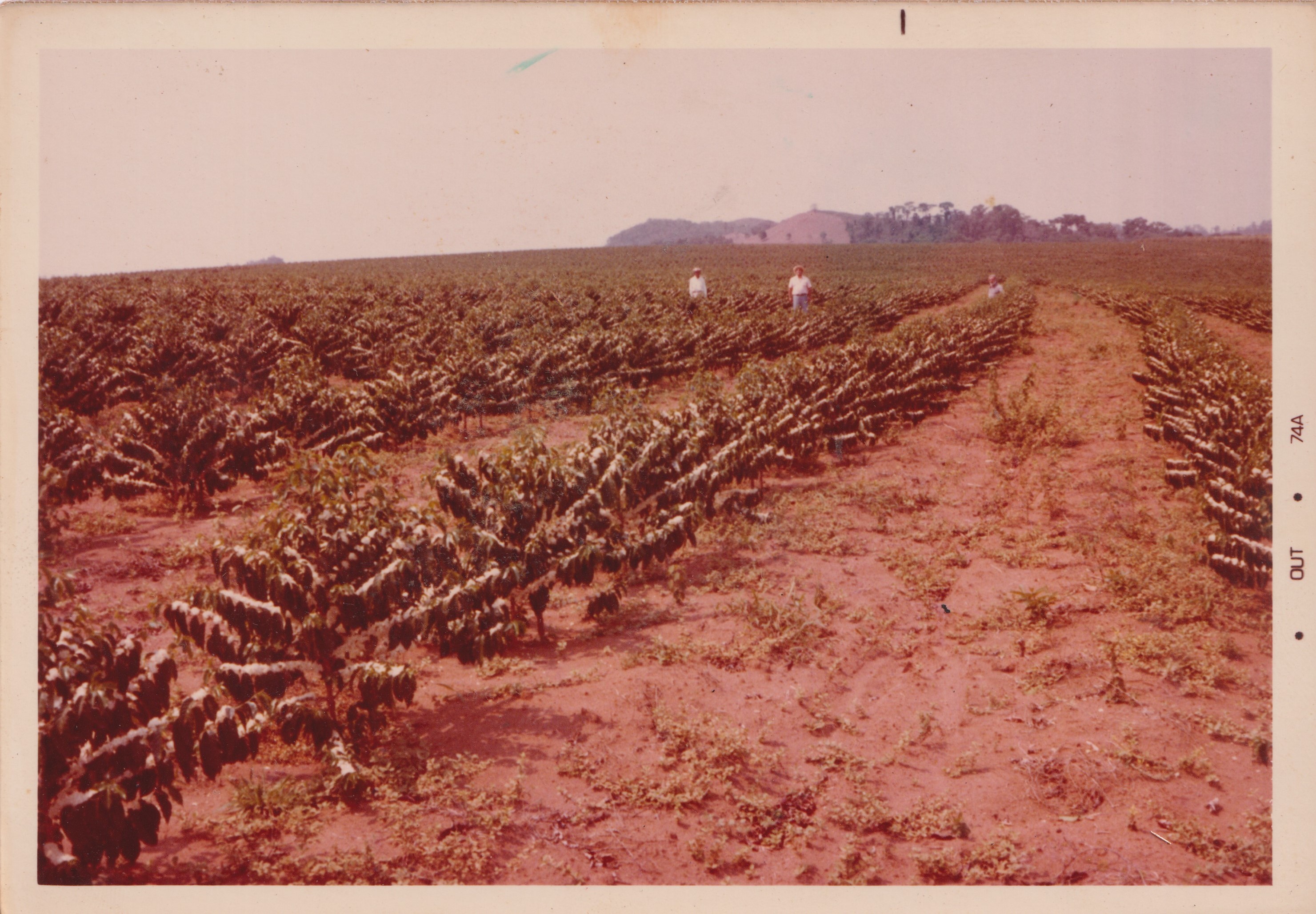 Realizada em outubro de 1974, a fotografia apresenta a florada da lavoura de café na Fazenda Santo Antônio da Água Limpa. O registro destaca o momento de intensa floração, já em um contexto de modernização agrícola, com o uso de adubos químicos. A imagem simboliza a transição das práticas tradicionais para técnicas mais industrializadas, marcando um novo capítulo na produção cafeeira.