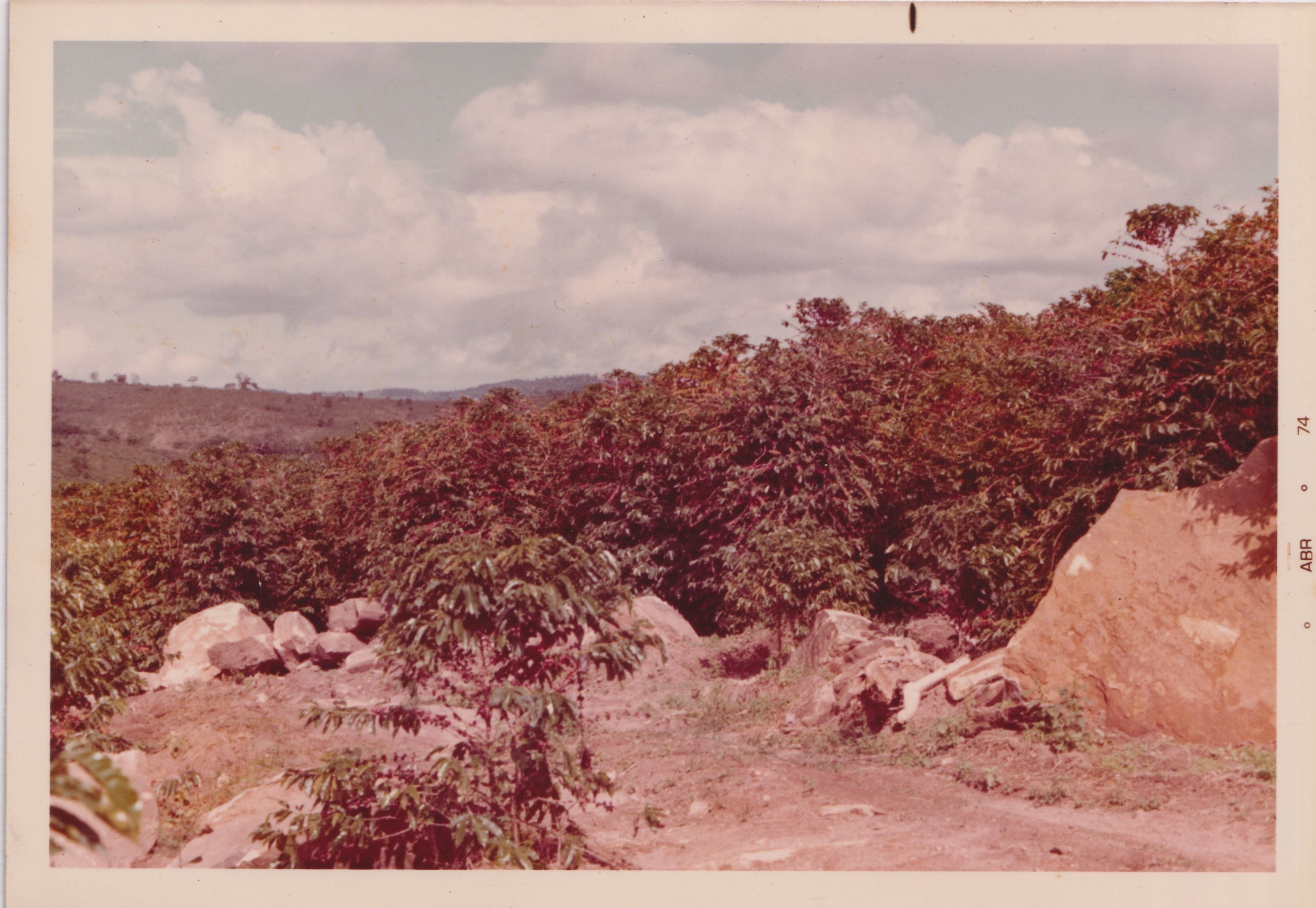 A fotografia registra o acompanhamento da maturação do café na Fazenda Santo Antônio da Água Limpa, no interior de São Paulo. O momento antecede o início da colheita, etapa decisiva do ciclo produtivo do café.