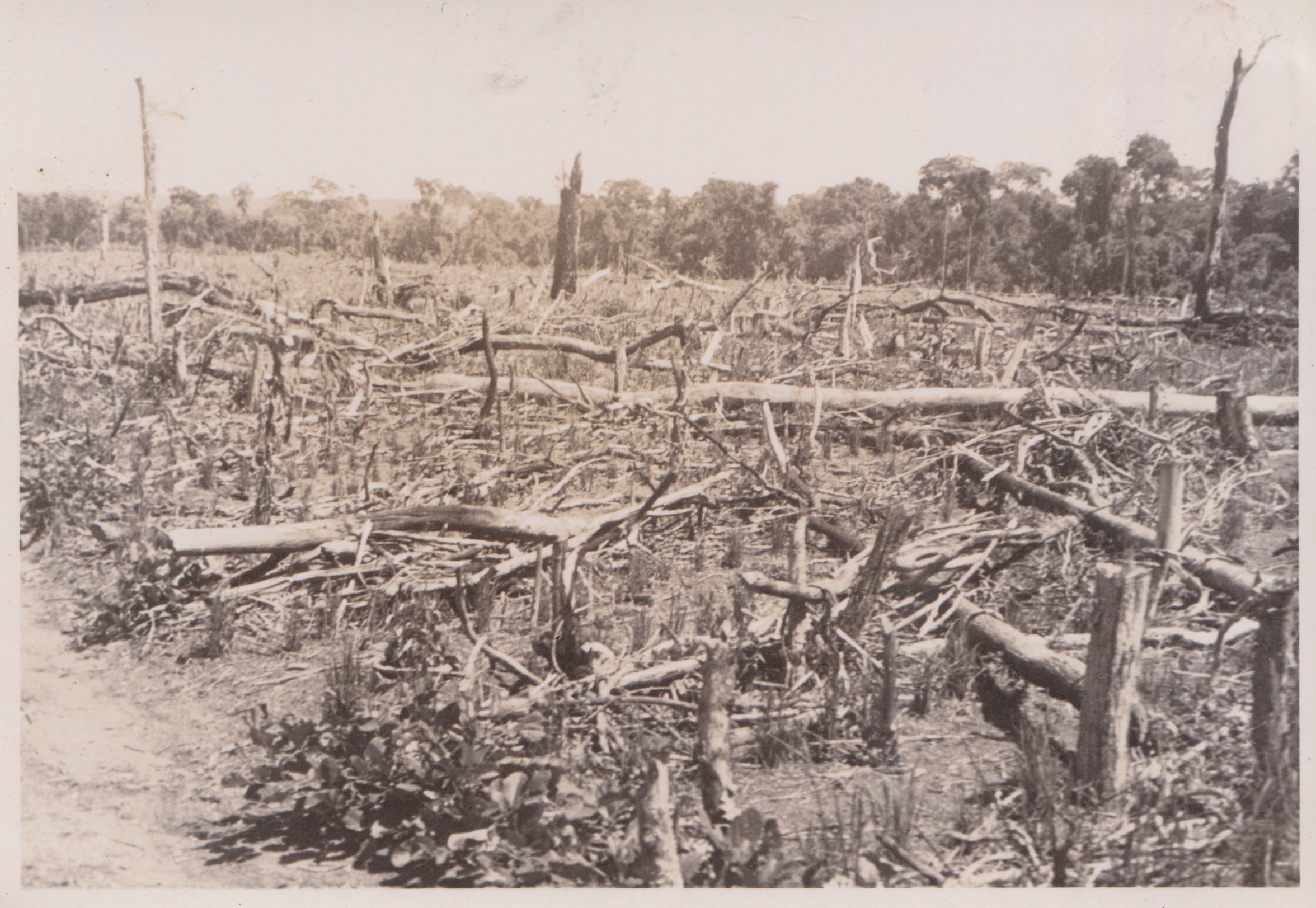 A imagem documenta a derrubada da mata virgem em um sítio no Paraná, como etapa inicial para a implantação de um cafezal. O registro revela um momento marcante da ocupação agrícola da região. A fotografia permite refletir sobre os processos históricos de expansão da fronteira agrícola e seus impactos ambientais e sociais.