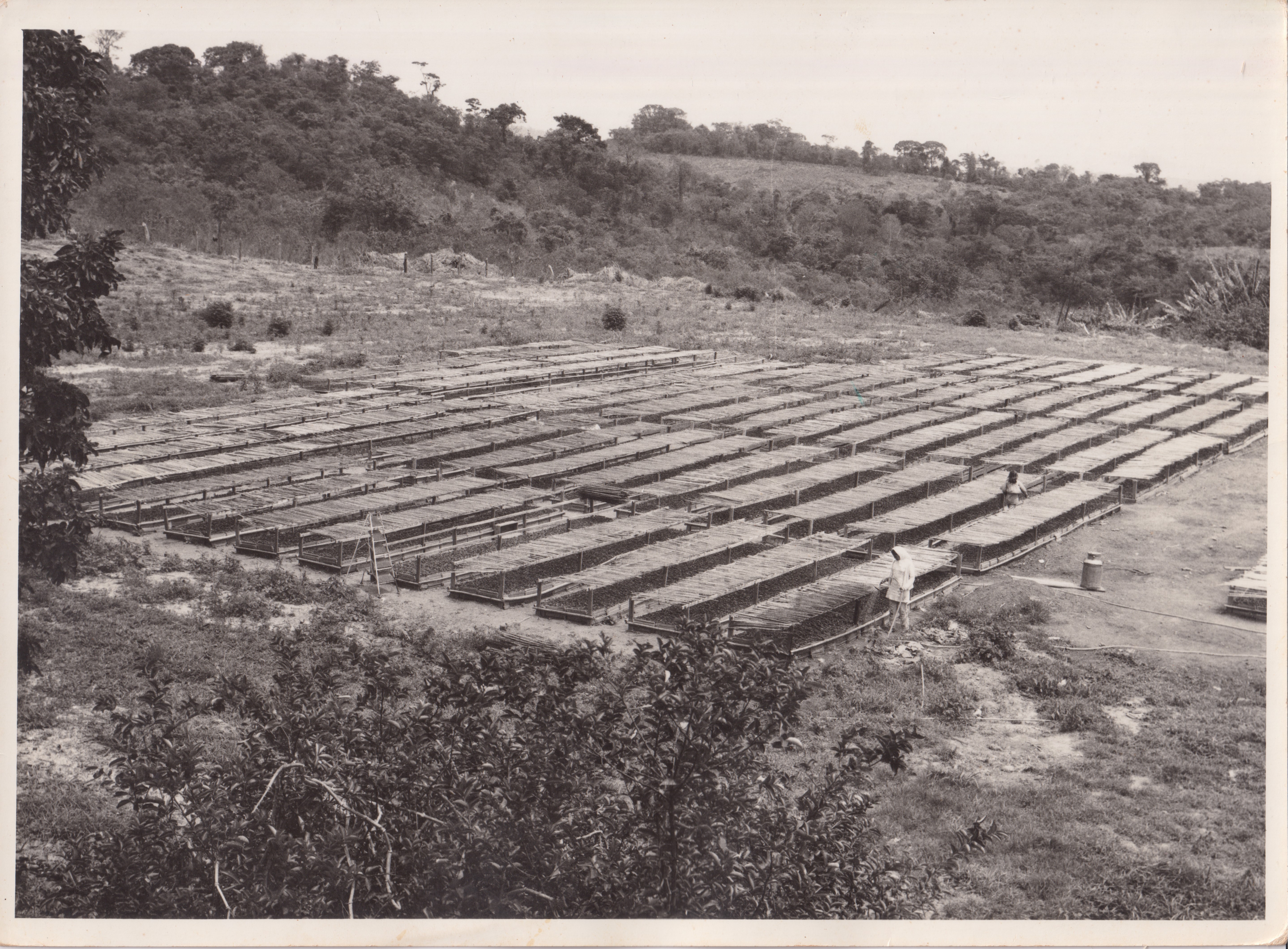 A fotografia apresenta uma vista panorâmica do viveiro de café da Fazenda Santo Antônio da Água Limpa, no interior de São Paulo. O espaço aparece organizado para a formação de novas lavouras, revelando a etapa inicial do cultivo cafeeiro.