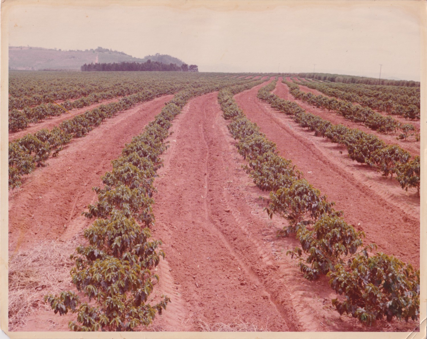 A imagem registra o acompanhamento das primeiras lavouras de café plantadas em sistema mecanizado na Fazenda Santo Antônio da Água Limpa, em Mococa. O registro evidencia um momento de transição tecnológica na cafeicultura, marcado pela introdução de máquinas no processo produtivo.