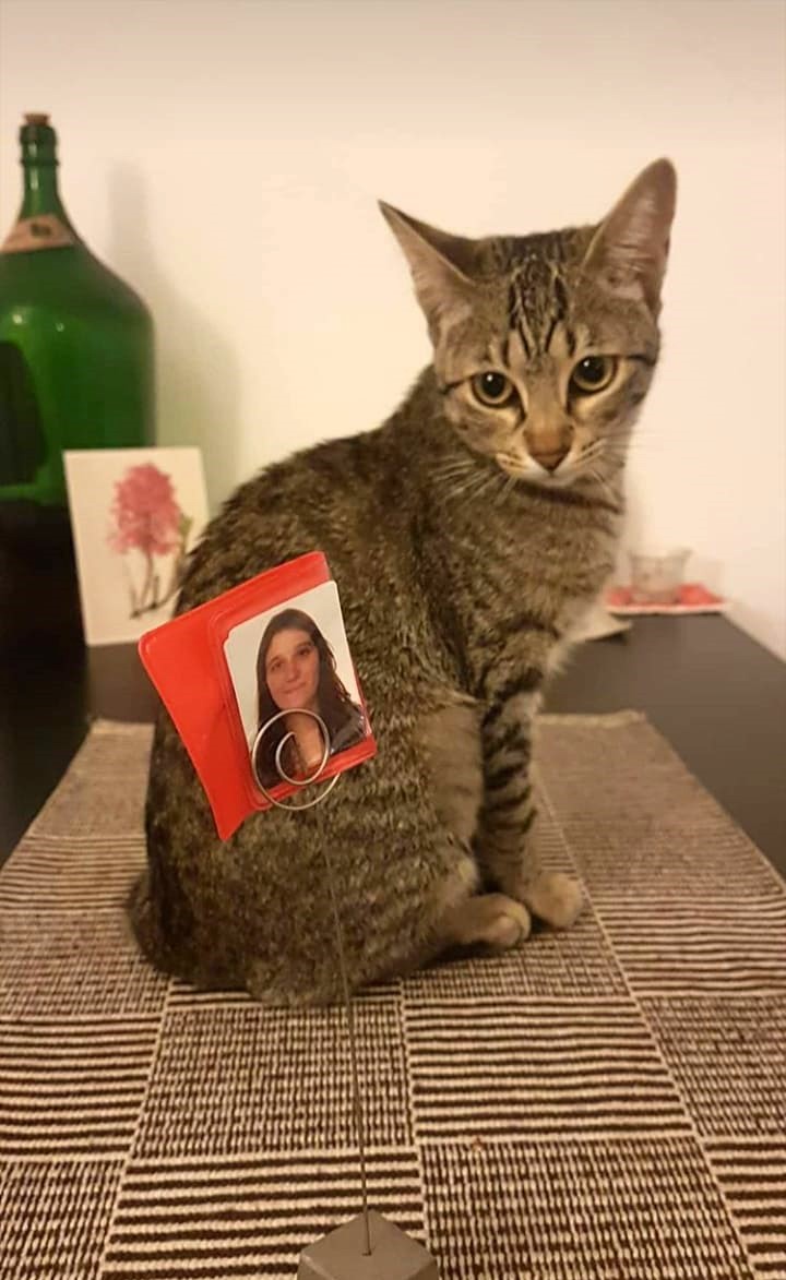 Com cerca de um ano de idade, Olga enfrentou um episódio que quase a levou embora. Um fio elástico, engolido sem que ninguém visse, causou vômitos, desmaios e uma cirurgia de emergência no Dia dos Pais. Milena acreditou que aquela poderia ser a despedida. A imagem registra o instante exato em que a roupa cirúrgica é retirada: o corpo ainda raspado, frágil, mas os olhos atentos e vivos, encarando quem nunca deixou de esperar. A cirurgia foi um sucesso improvável, o veterinário retirou tudo pelo esôfago. Mais um mistério. Mais uma permanência.