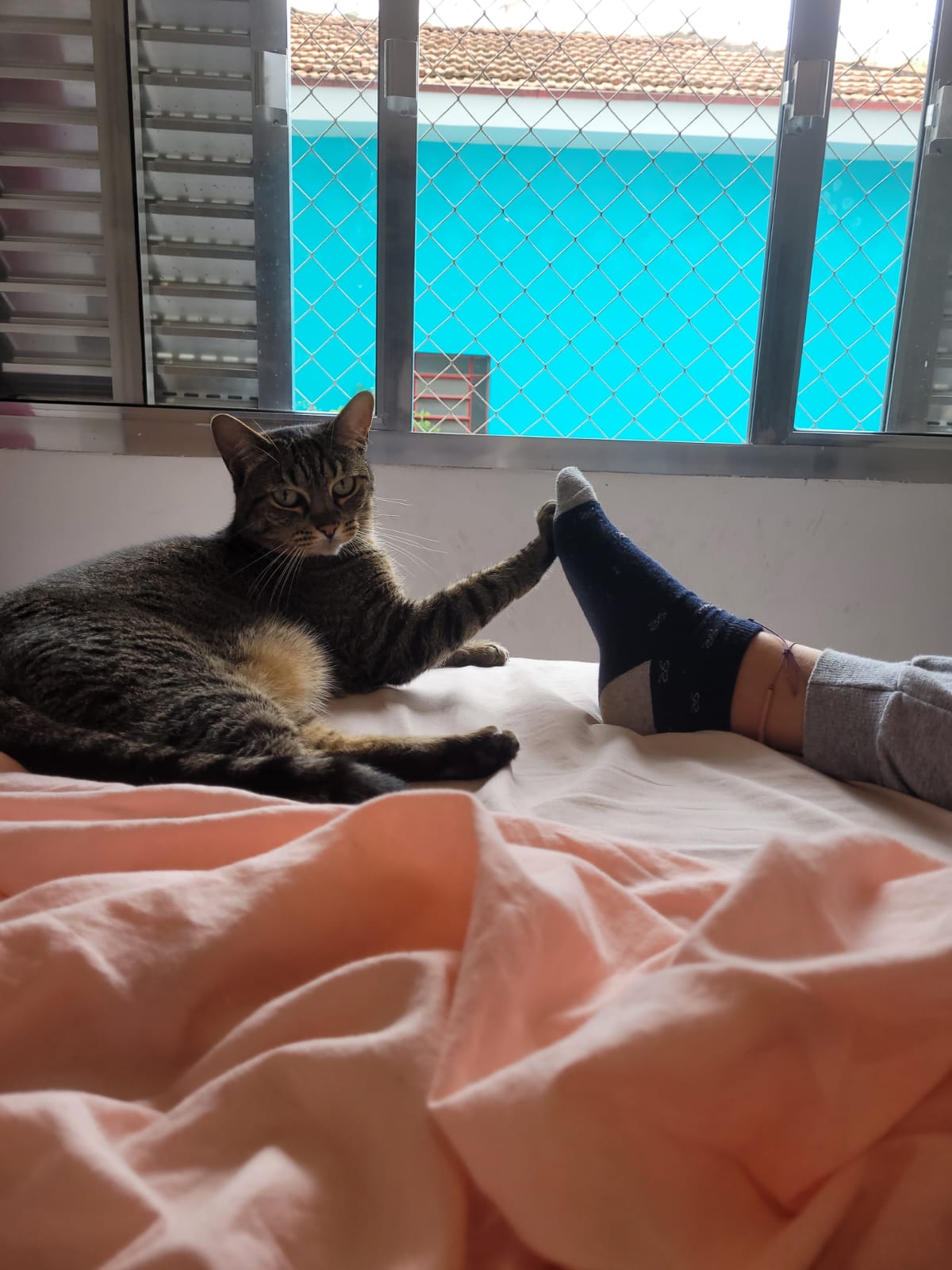 No pós-carnaval, a casa ainda carregava rastros de festa: brilho, excesso e cansaço. Milena, carnavalesca assumida, volta cheia de histórias, às vezes bêbada, às vezes expansiva demais. Olga observa. A foto, feita por Maurício, seu namorado, revela esse pacto silencioso entre as duas: o limite do afeto depois da euforia. A gata oferece apenas a ponta da pata, como quem diz que o amor continua, mas agora em outro volume. O cenário é o apartamento perto do metrô Vila Madalena, palco de noites intensas e retornos cheios de negociação.