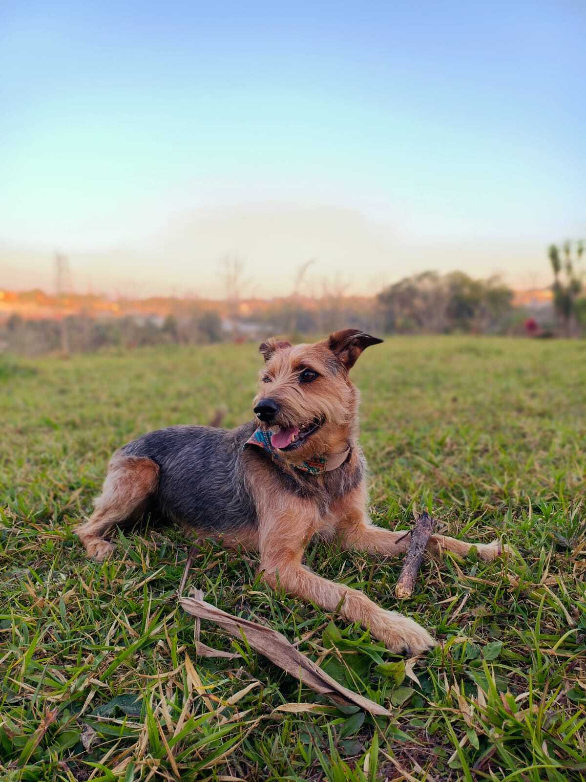 Aventura em quatro patas