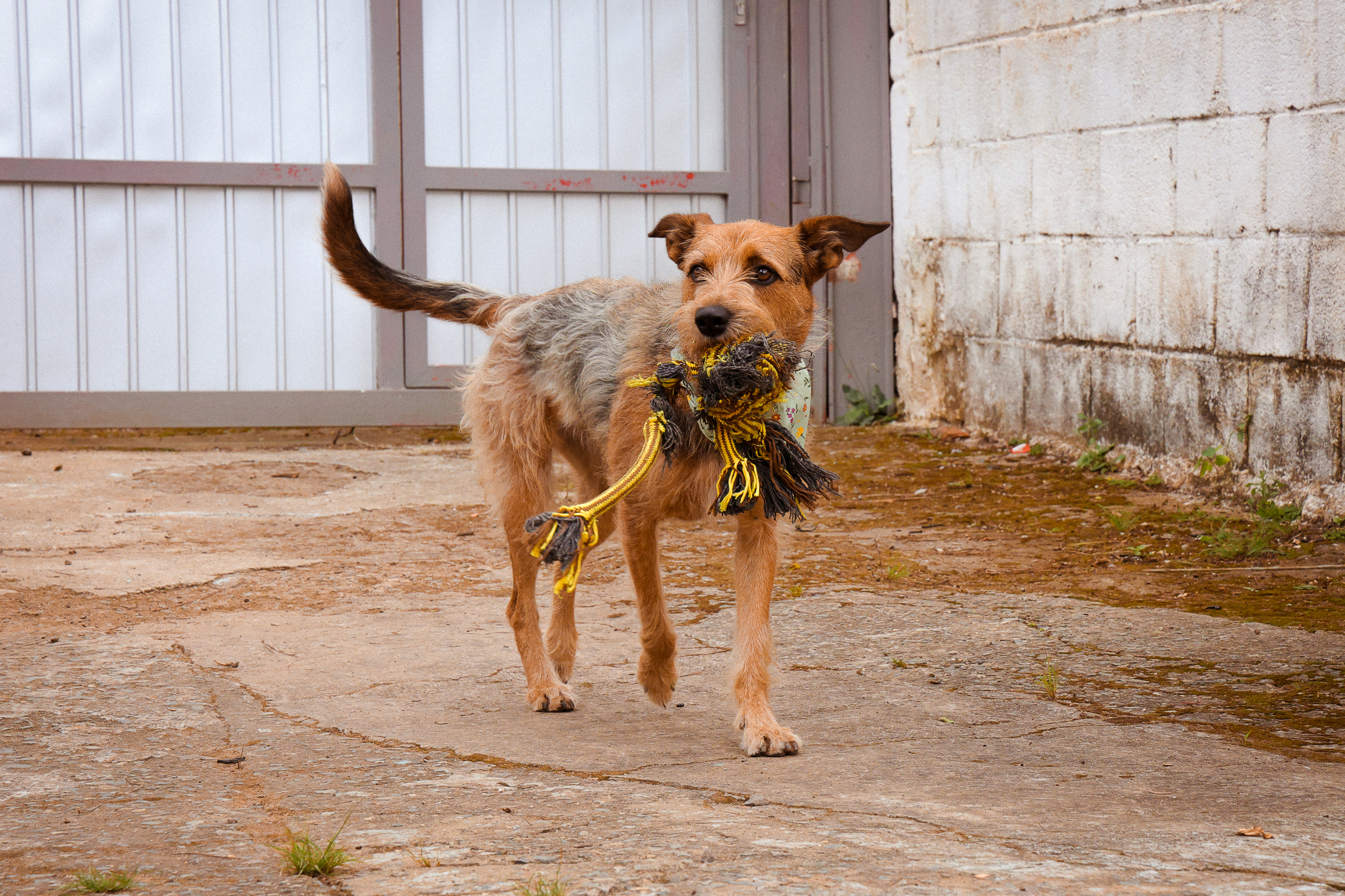 Fênix e suas brincadeiras