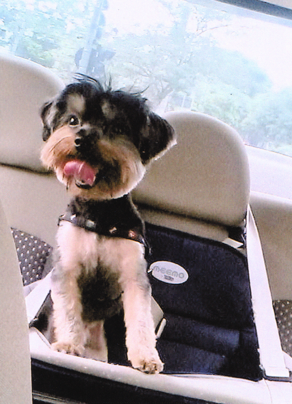 Dean aparece ainda jovem, acomodado em sua poltroninha de transporte, especialmente adaptada com cinto de segurança para viagens de carro. A imagem evidencia o cuidado da família com o bem-estar do companheiro de quatro patas, que dorme, se deita e viaja com conforto, cobertor e brinquedos em muitas aventuras por muitos destinos pelo Brasil.