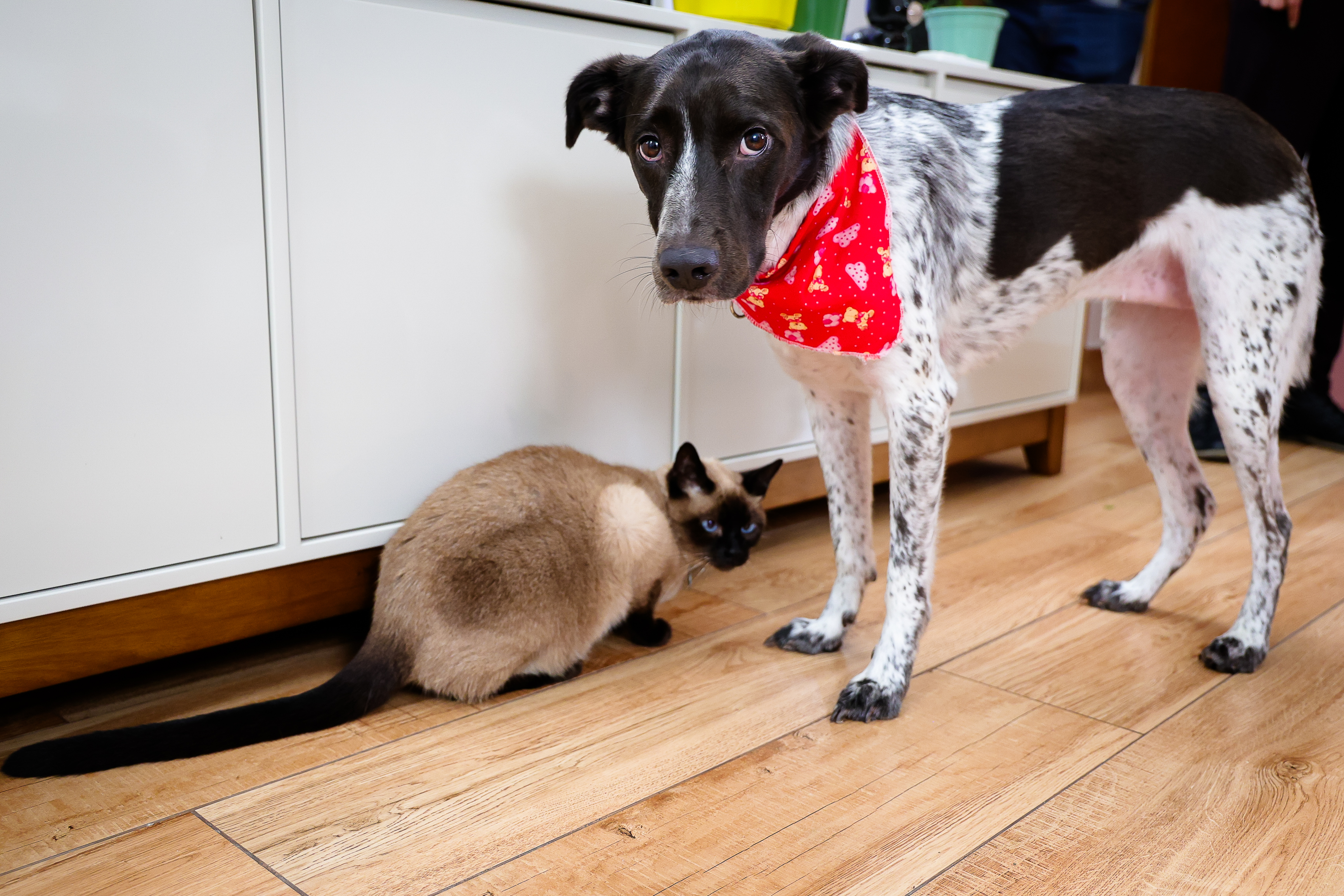 Amizade interespécies