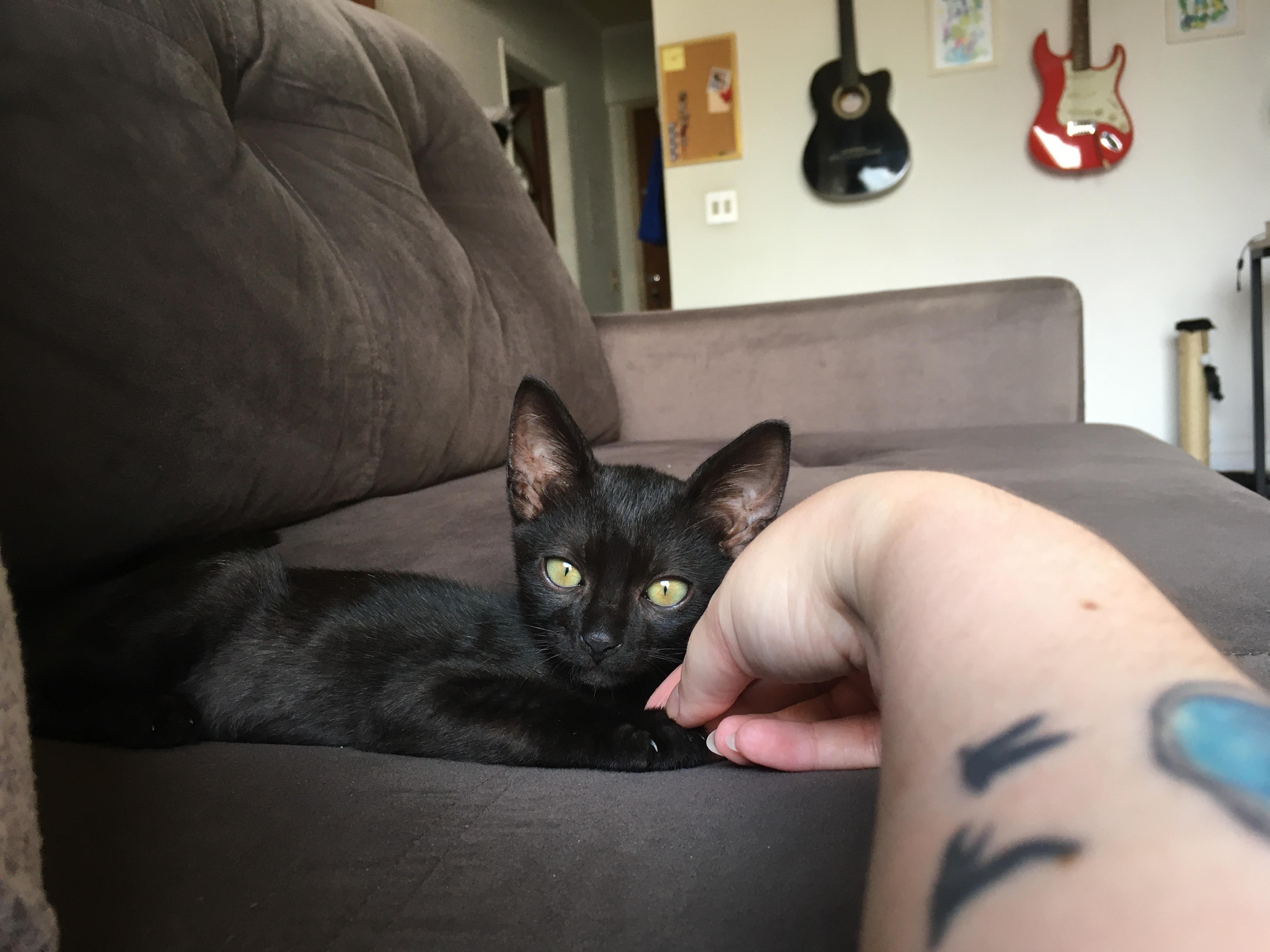 Algum tempo após o resgate, em janeiro de 2022, Déjà já não é tão pequeno quanto antes. A fotografia é feita na sala do apartamento, com o celular, como uma forma de marcar seu crescimento. O gato olha diretamente para a câmera, enquanto Raissa registra a passagem do tempo do amigo de quatro patas.