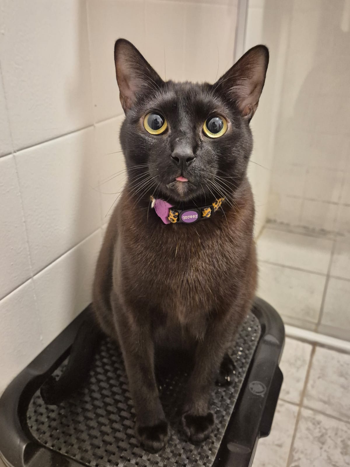 A fotografia é feita por Victor, noivo de Raissa, logo após adquirir um celular novo. Durante uma brincadeira entre ele e Déjà, o gato fica com as pupilas dilatadas e a língua para fora, e o momento é captado rapidamente. A imagem se torna a favorita do casal e passa a ocupar a tela do celular, transformando uma cena lúdica em símbolo de afeto compartilhado.