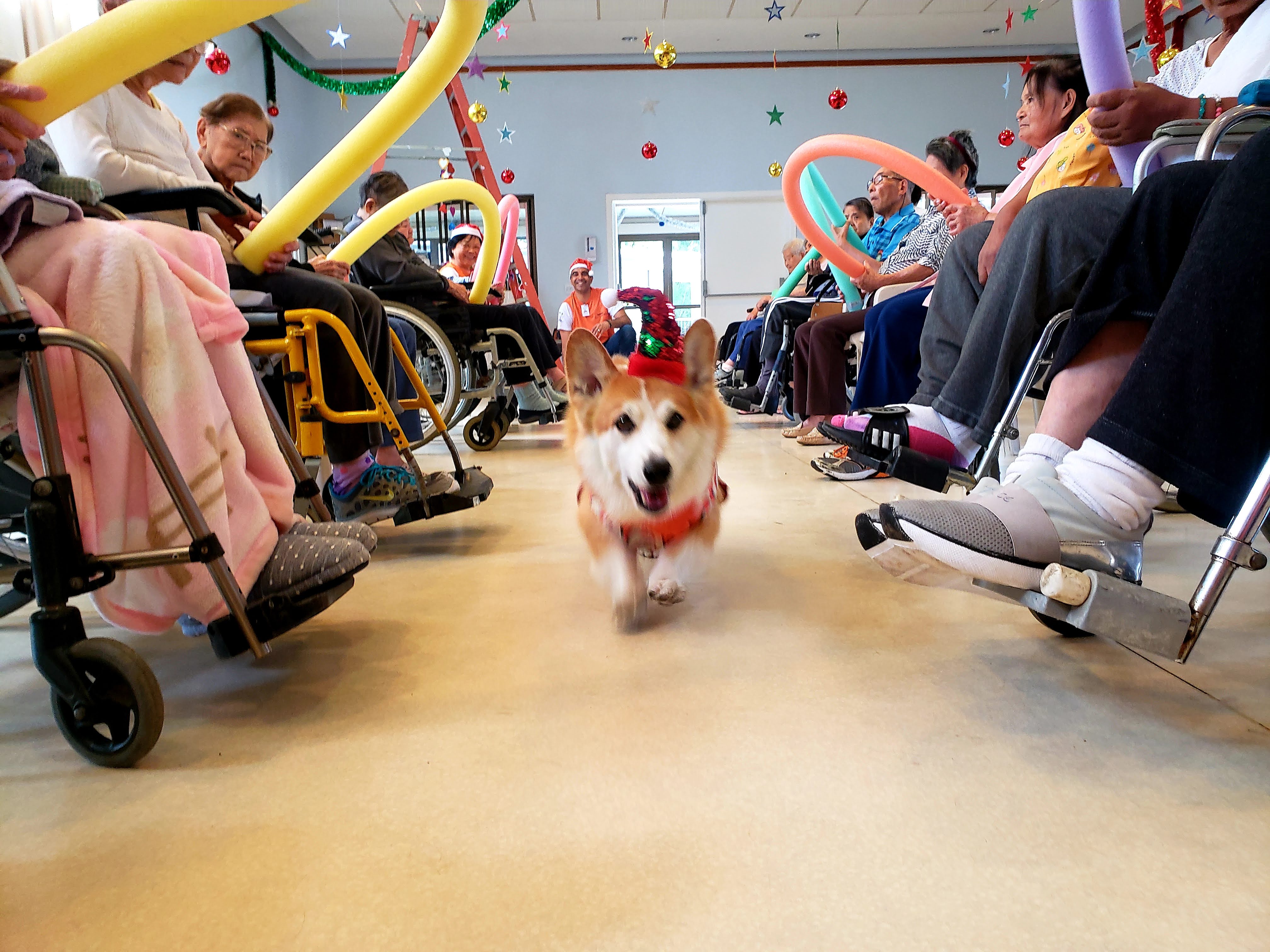 Toddy participou de uma visita a um asilo em São Paulo, como parte de sua atuação voluntária pela ONG Terapia Cão Carinho. O corgi interagiu com os idosos em dinâmicas de apoio terapêutico, levando companhia e alegria. A fotografia guarda esse instante de cuidado e solidariedade, revelando como a presença de um animal pode suavizar rotinas e despertar afetos em diferentes gerações.