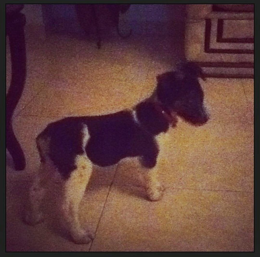 Dezembro de 2013 marcou a chegada de Marta, ainda filhote, à casa em Ciudad Ojeda. Oriana recorda com carinho a postura curiosa da cadelinha, aquele jeito atento de observar tudo ao redor, traço que Marta mantém até hoje, lembrando a presença silenciosa e curiosa que logo se tornou parte da rotina e do coração da casa.