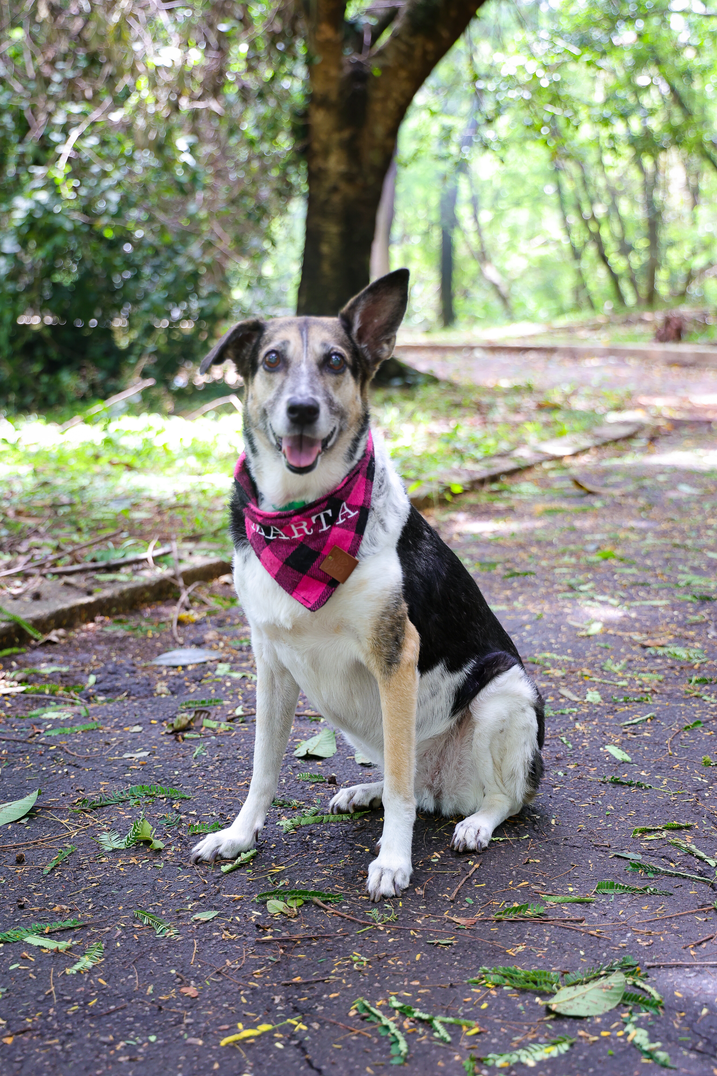 Uma grande companheira