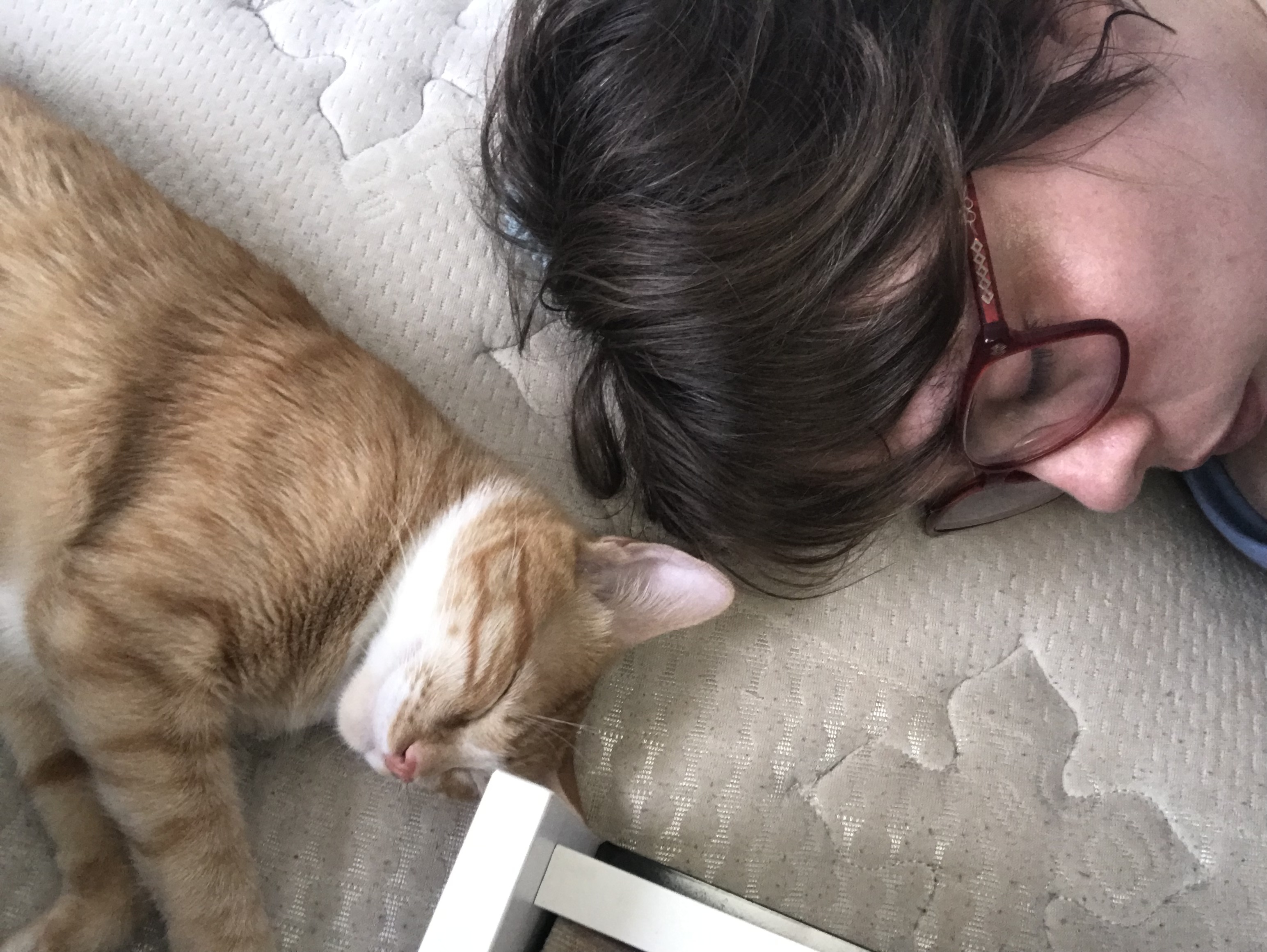 Carlota ainda era um filhote quando começou a explorar cada canto do apartamento, como se já fosse dona do território. Na foto, ela divide a cama com Christiane em um momento de descanso, um hábito que hoje já não existe desde a chegada dos outros gatos. Por isso, essa imagem guarda um valor especial: é memória pura dos primeiros dias de adaptação, quando a intimidade entre as duas era absoluta.