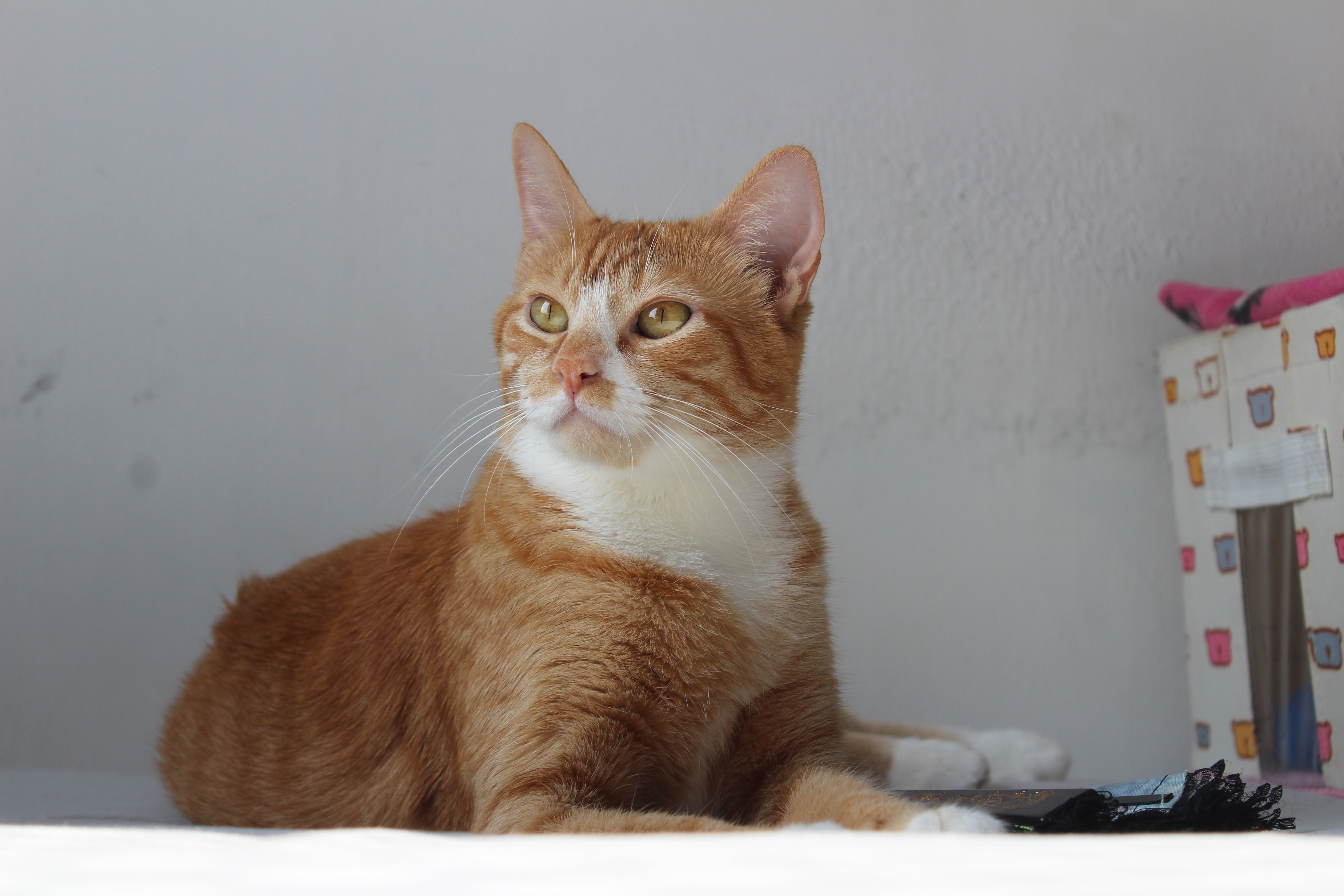 Carlota posa como quem sabe exatamente quem é: a rainha da casa. A “primogênita” adotada por Christiane carrega uma aura blasé, julgadora, quase rabugenta, mas é justamente essa personalidade que atrai todos ao seu redor. Chris brinca que, por trás da fachada altiva, Carlota sabe que reina soberana. E talvez seja isso que a torna tão irresistível: uma rainha que conquista pela sua própria majestade.