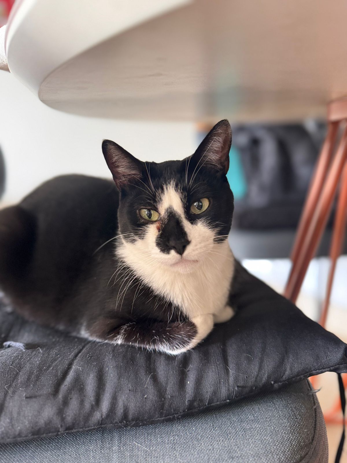 Haroldo, o gatinho obsessor