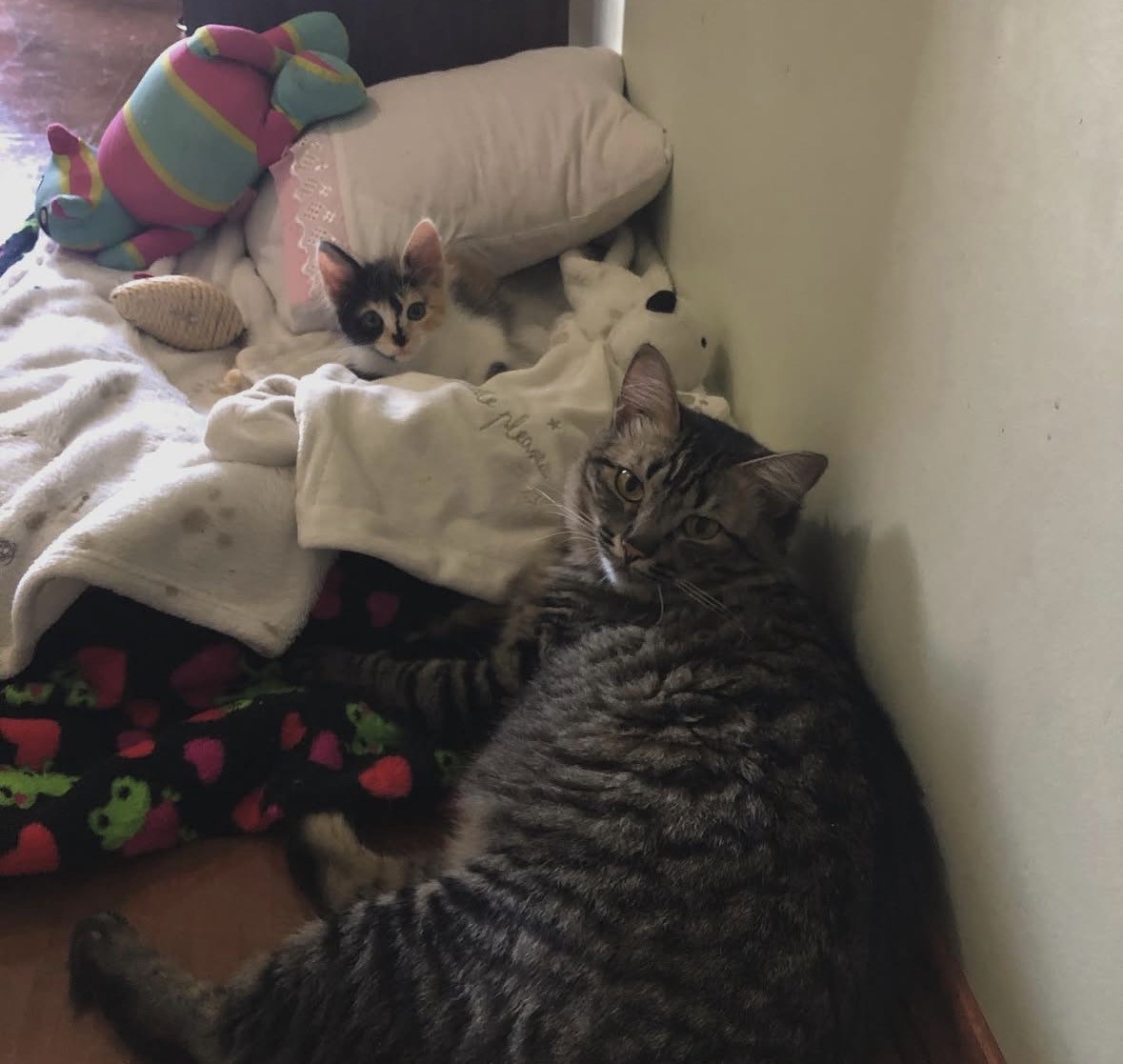 Esta é a primeira fotografia em que Nina e Mia aparecem finalmente adaptadas uma à outra. Após o período inicial de convivência, Nina passa a seguir Mia por toda a casa, repetindo seus gestos e trajetos. A imagem marca o momento em que a desconfiança dá lugar à aproximação, registrando o início de uma dinâmica compartilhada, construída no movimento e na observação constante.