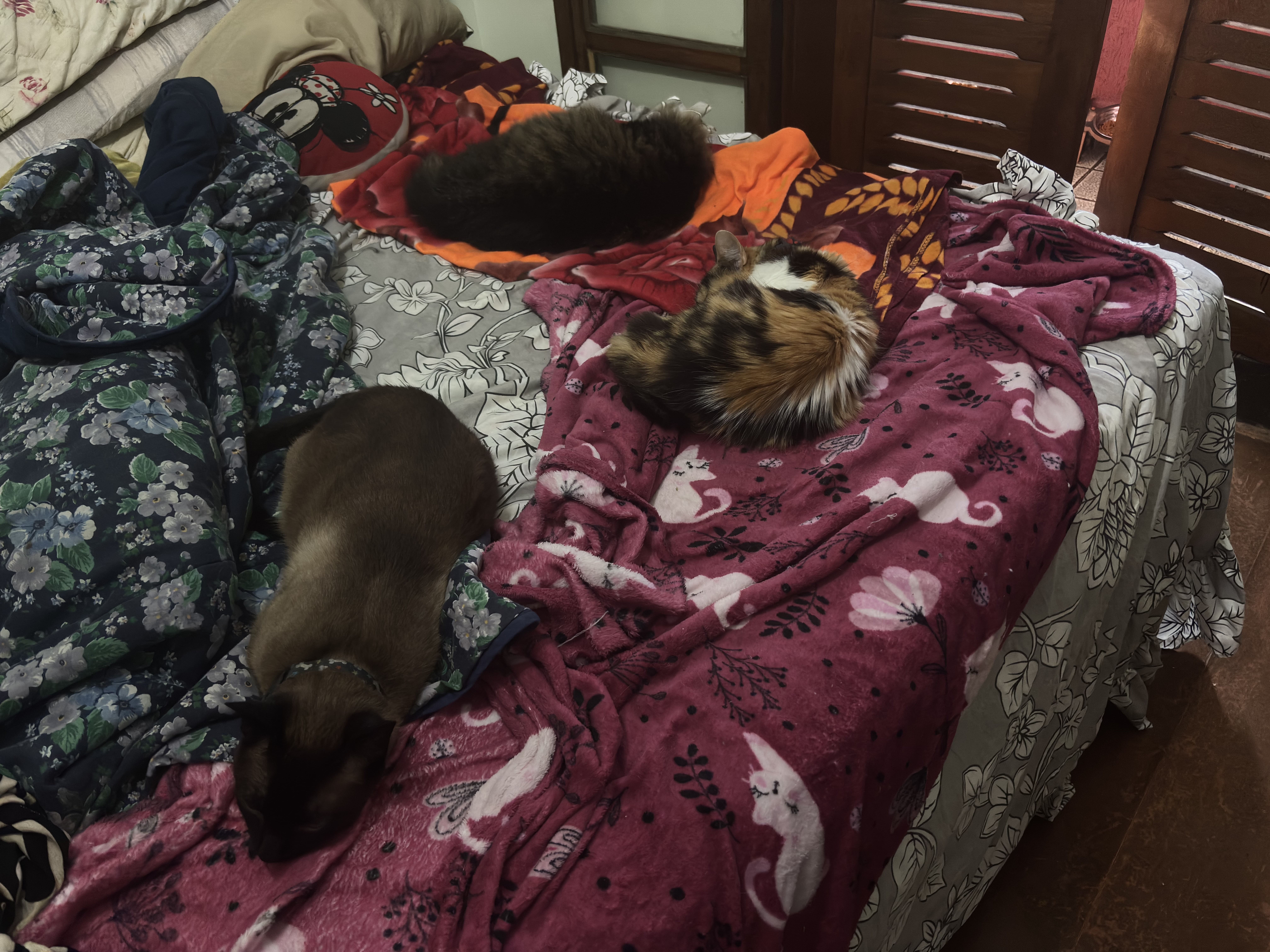 Mia, Nina e Kizaru dormem juntos, cada um em seu próprio cobertor. Apesar das pequenas disputas que surgem no dia a dia, o descanso revela a harmonia possível entre eles. A fotografia registra esse momento de pausa coletiva, em que os gatinhos se acomodam lado a lado, evidenciando que o convívio é feito de contrastes, mas também de compartilhamento e proximidade.