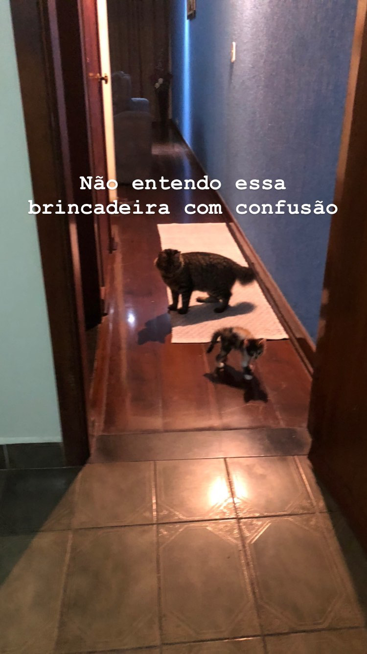 Mia, a gata tigrada, e Nina, a gata tricolor, aparecem durante o período inicial de adaptação, em uma brincadeira que ainda carrega traços de agressividade. O registro surge como forma de marcar o primeiro passo desse processo, em que o convívio é negociado por meio do corpo e do movimento. A fotografia guarda o início de uma relação em construção, feita de testes, aproximações e aprendizado mútuo.