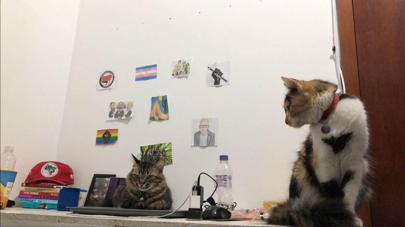 As duas gatas, Mia e Nina, respectivamente a tigrada e a tricolor, aparecem sobre a mesa do quarto antigo de Daniel, mexendo em seus objetos e ocupando o espaço sem cerimônia. A fotografia registra um hábito recorrente, em que o ambiente humano é atravessado pela presença animal. O gesto revela uma convivência íntima, na qual os limites entre ordem e afeto se dissolvem no cotidiano compartilhado.