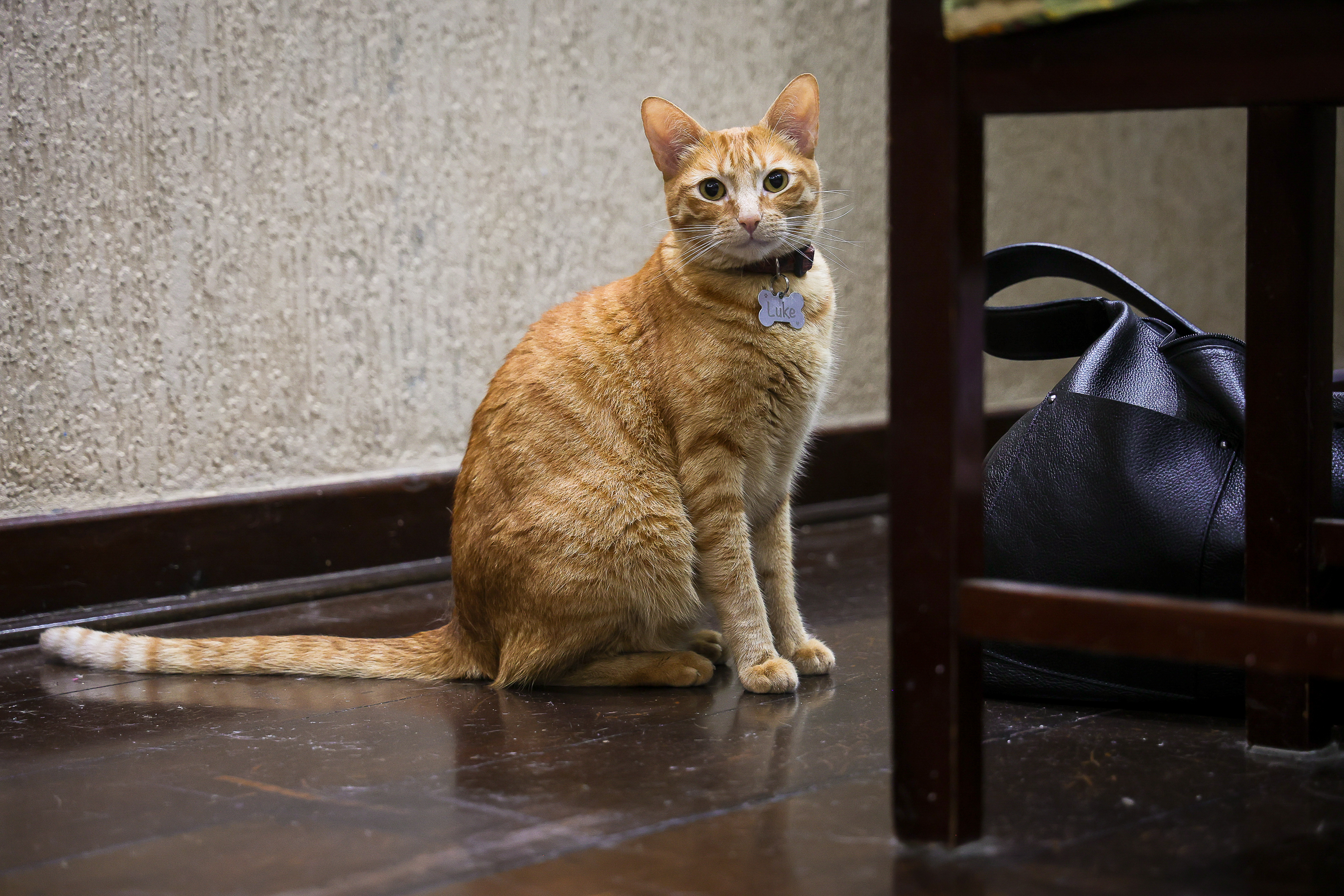 Luke, o gato laranja