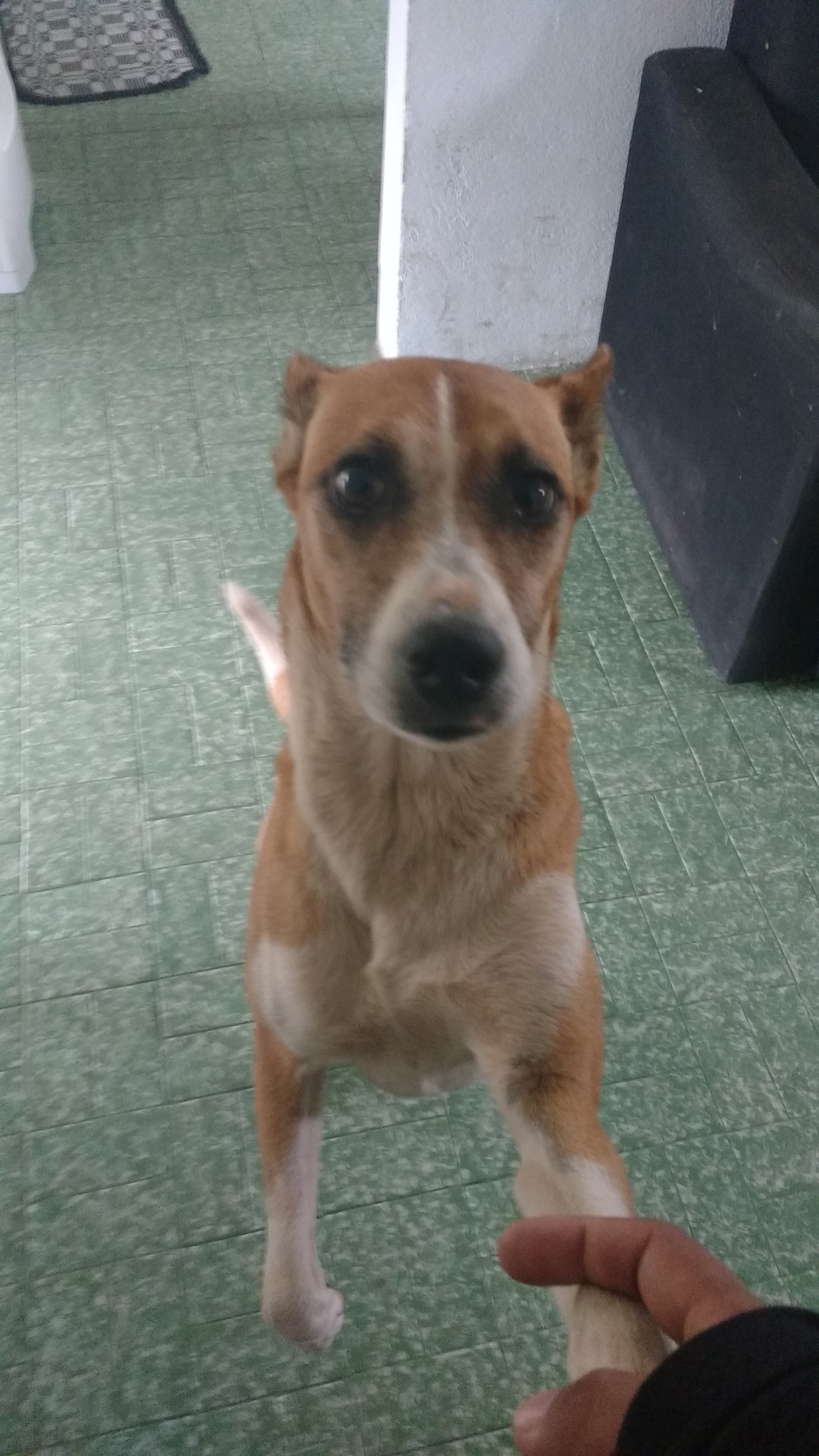 Quilocão ressurgindo das cinzas: depois de comer chumbinho, jogado no portão, ele foi ao veterinário e se recuperou. Quilocão é meu parceiro velho de guerra!