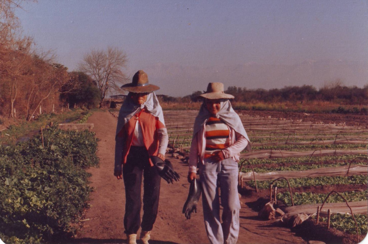 Plantação de tabaco em Tucumán, na Argentina, em 1978. É necessário se proteger do sol e dos produtos químicos