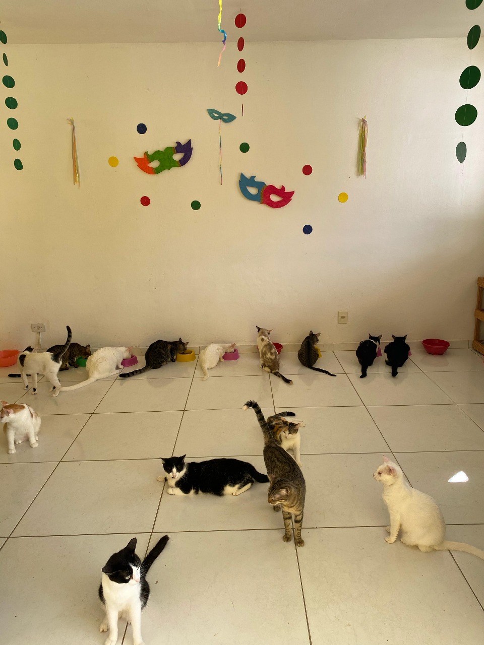 Foto tirada no carnaval no SOS Pet Pinheiro, em Gruta de Lourdes, ONG fundada por Elisa.