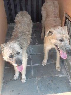 Cão - Fidelidade sem igual