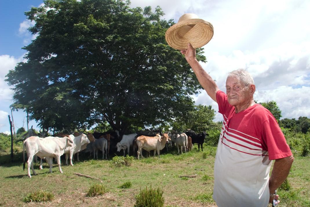 Com o gado é preciso ser valente