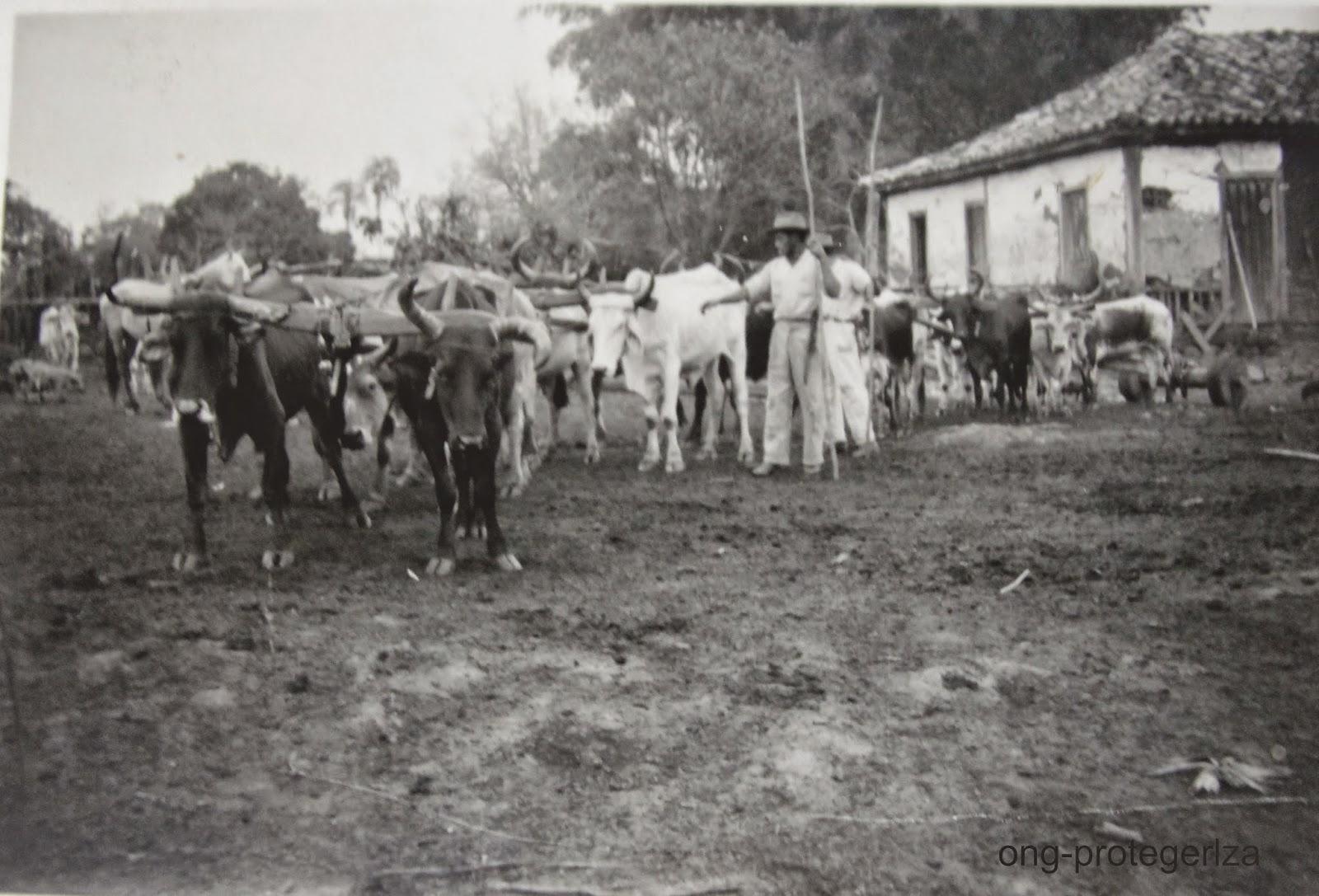 A Fazenda Papuda