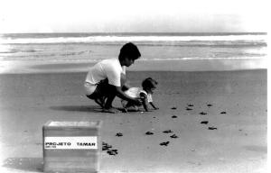 Tartaruguinhas ao mar<br>Brasil / Bahia / Praia Do Forte