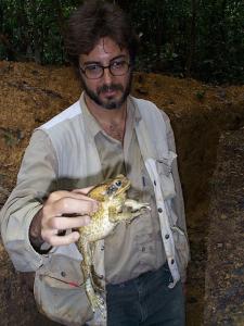 A foto está relacionada a um estudo sobre o impacto da exploração madeireira e do desmatamento sobre a fauna amazônica. Mostra um exemplar de sapo cururu (Bufo marinus), uma das espécies que pode ser bastante atingida com os impactos sofridos pela floresta. Na amazônica brasileira mais de 1.5 milhões de hectares de florestas são exploradas para retirada de madeira. A maior parte feita sem cuidado o que causa grandes dados a vegetação e a cobertura florestal. Pouco se sabe sobre os impactos da exploração sobre a fauna amazônica. O IPAM mantém um estudo de longo prazo avaliando tais impactos. Se a fauna for afetada, grande parte da regeneração florestal após a exploração pode ficar comprometida (os animais são os principais dispersores de sementes na floresta) e assim como a exploração sustentável da floresta.