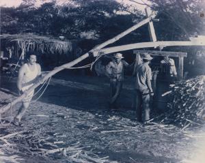 A cana do Córrego Rico<br>Brasil / Minas Gerais / Paracatu