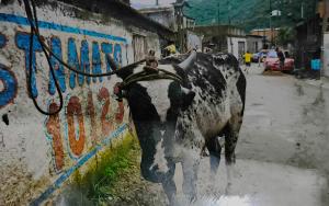 Nesta imagem, vemos o pequeno boi doado para a realização de um bingo comunitário, uma das muitas estratégias utilizadas pelos moradores da Ilha Bela para arrecadar recursos e promover melhorias no bairro. A fotografia guarda a memória de um gesto solidário que ajudou a impulsionar avanços importantes na região.
