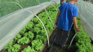 Alimentação Saudável