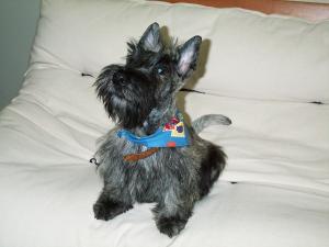 Buddy, um Scottish Terrier, o primeiro cachorrinho de Marcio morando sozinho. Buddy viveu muitos momentos da vida de Marcio, seu casamento, sua separação, seus primeiros novos relacionamentos. Marcio conta que sente muita emoção olhando para essa fotografia.