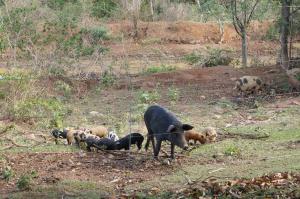 Na fazenda de João, cada animal contribui para o reflorestamento. O porco, em especial, é um grande disseminador de sementes de macaúva, jatobá, juçara e outras espécies nativas, acelerando a regeneração natural da paisagem.