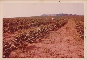 Realizada em outubro de 1974, a fotografia apresenta a florada da lavoura de café na Fazenda Santo Antônio da Água Limpa. O registro destaca o momento de intensa floração, já em um contexto de modernização agrícola, com o uso de adubos químicos. A imagem simboliza a transição das práticas tradicionais para técnicas mais industrializadas, marcando um novo capítulo na produção cafeeira.