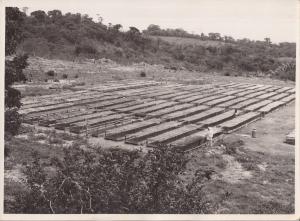 A fotografia apresenta uma vista panorâmica do viveiro de café da Fazenda Santo Antônio da Água Limpa, no interior de São Paulo. O espaço aparece organizado para a formação de novas lavouras, revelando a etapa inicial do cultivo cafeeiro.