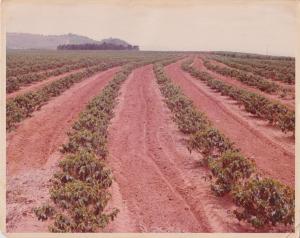 A imagem registra o acompanhamento das primeiras lavouras de café plantadas em sistema mecanizado na Fazenda Santo Antônio da Água Limpa, em Mococa. O registro evidencia um momento de transição tecnológica na cafeicultura, marcado pela introdução de máquinas no processo produtivo.