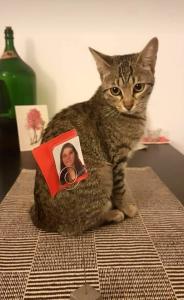 Com cerca de um ano de idade, Olga enfrentou um episódio que quase a levou embora. Um fio elástico, engolido sem que ninguém visse, causou vômitos, desmaios e uma cirurgia de emergência no Dia dos Pais. Milena acreditou que aquela poderia ser a despedida. A imagem registra o instante exato em que a roupa cirúrgica é retirada: o corpo ainda raspado, frágil, mas os olhos atentos e vivos, encarando quem nunca deixou de esperar. A cirurgia foi um sucesso improvável, o veterinário retirou tudo pelo esôfago. Mais um mistério. Mais uma permanência.