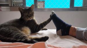 Escolhida pra Ser Companhia