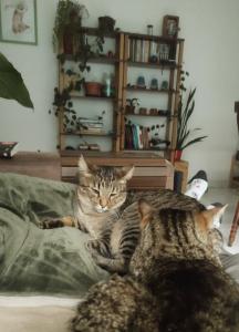 Já fora da pandemia, em um novo apartamento, a dinâmica se repete. Olga encontra abrigo no colo de Milena; Ramon se aproxima devagar, quase educado, até expulsá-la com lambidas insistentes e presença dominante. Milena protesta, mas sabe: ali está uma coreografia já conhecida. A imagem revela esse instante delicado em que o afeto é interrompido, e o colo, território tão disputado, muda de dono. Olga não volta. Ramon vence, mas sem celebrar.